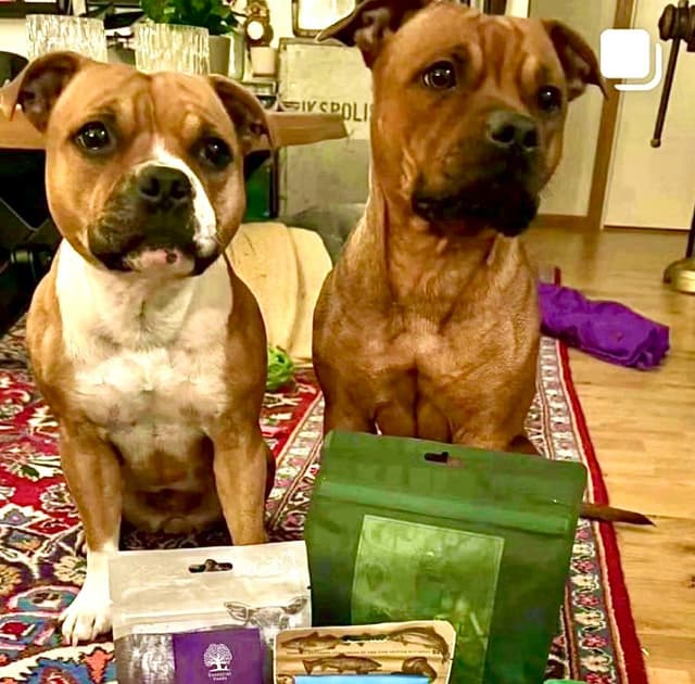 Hund som fått en Tassbox