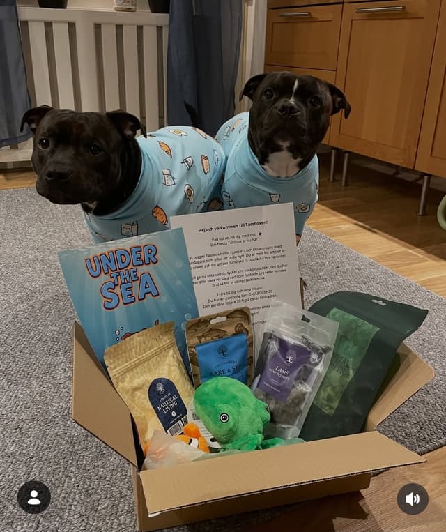 Hund som fått en Tassbox