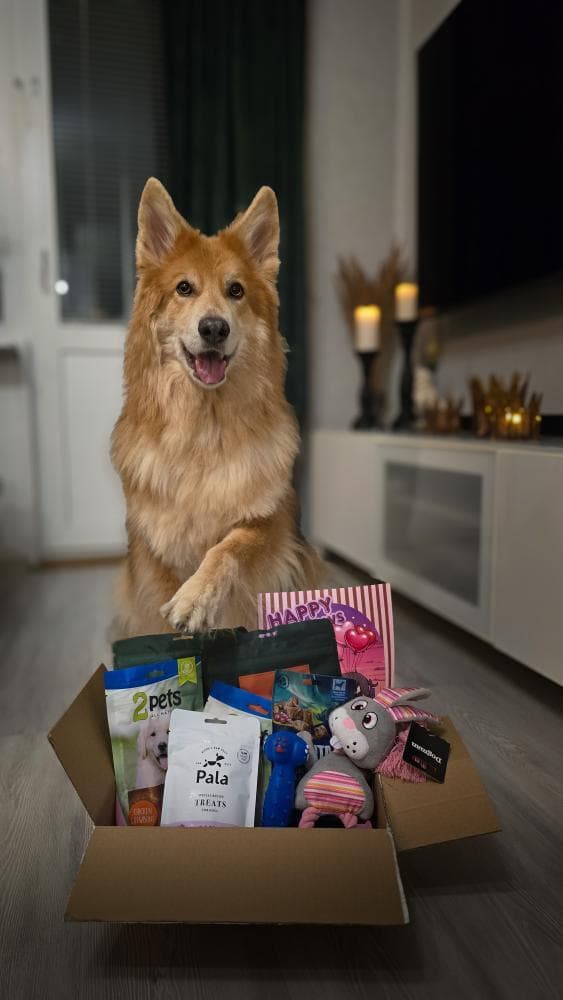 Hund som fått en Tassbox