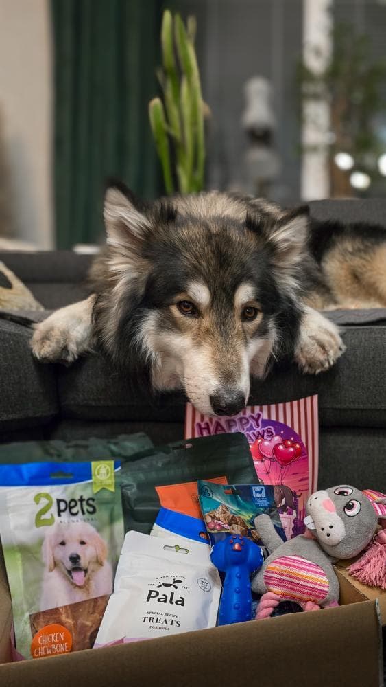 Hund som fått en Tassbox