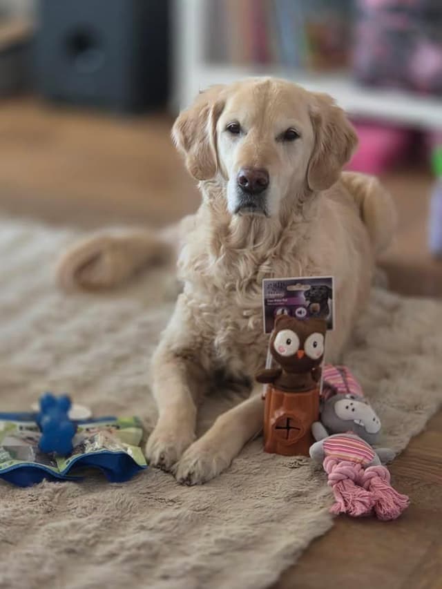 Hund som fått en Tassbox