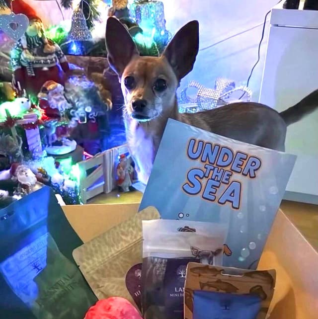 Hund som fått en Tassbox