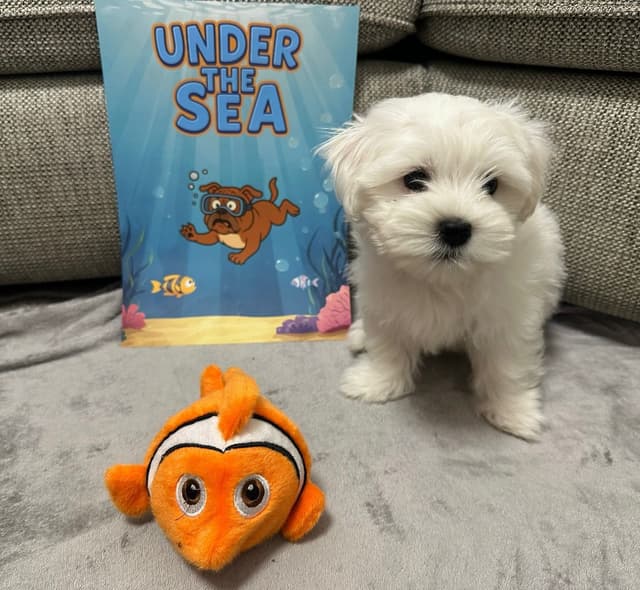 Hund som fått en Tassbox