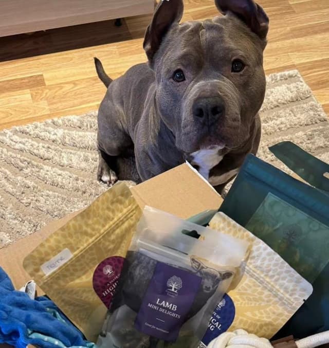 Hund som fått en Tassbox